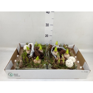 Arr.   Bol/Knolgewas L%