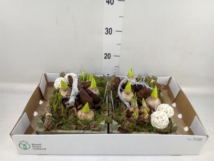 <h4>Arr.   Bol/Knolgewas L%</h4>