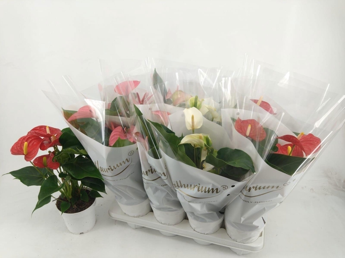 <h4>ANTHU AN GEM 4 KL</h4>