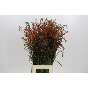 Crocosmia Emily Mckenzie