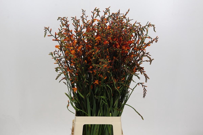 <h4>Crocosmia Emily Mckenzie</h4>