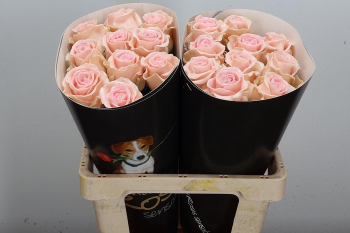 <h4>Wax-Rozen Wax Oceana w11</h4>