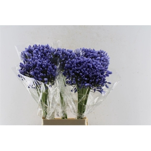 Agapanthus Buddy Blue