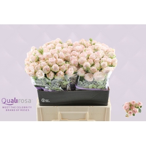 Rosa TR Bombastic