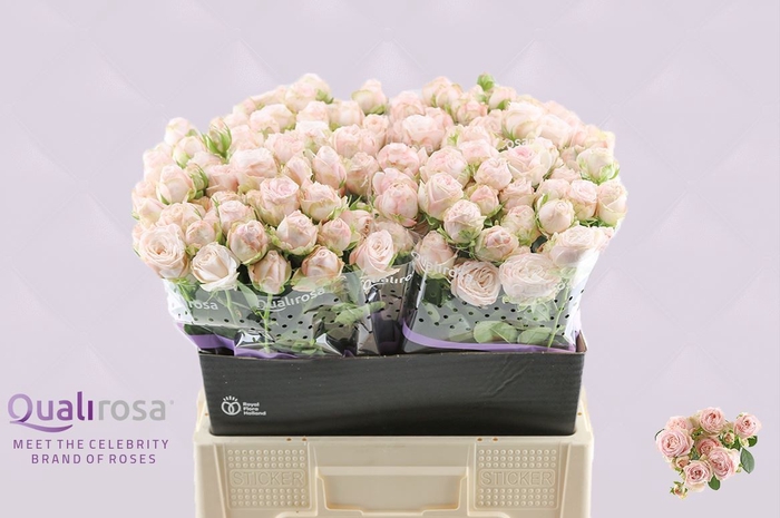 <h4>Rosa TR Bombastic</h4>