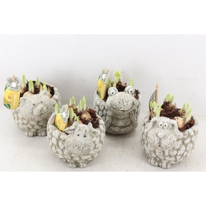 arr4 Narcis PL - Dierenmix 250/5