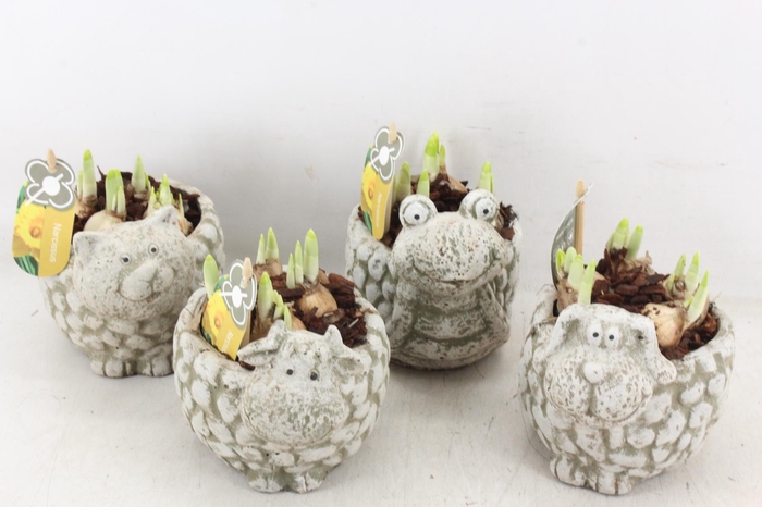 <h4>arr4 Narcis PL - Dierenmix 250/5</h4>