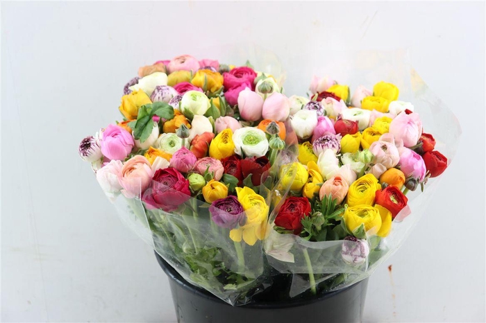 <h4>Ran Elegance Mixed</h4>