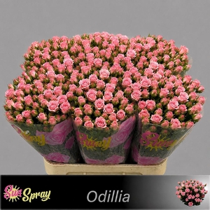 R TR ODILIA