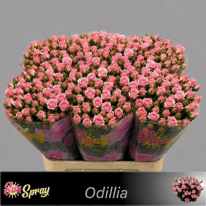 <h4>R TR ODILIA</h4>