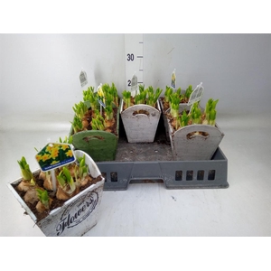 Arr.  Narcissus Tete Tete L%