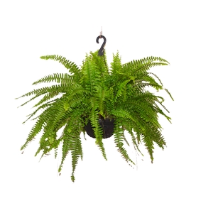 SAMAMBAIA AMERICANA C25