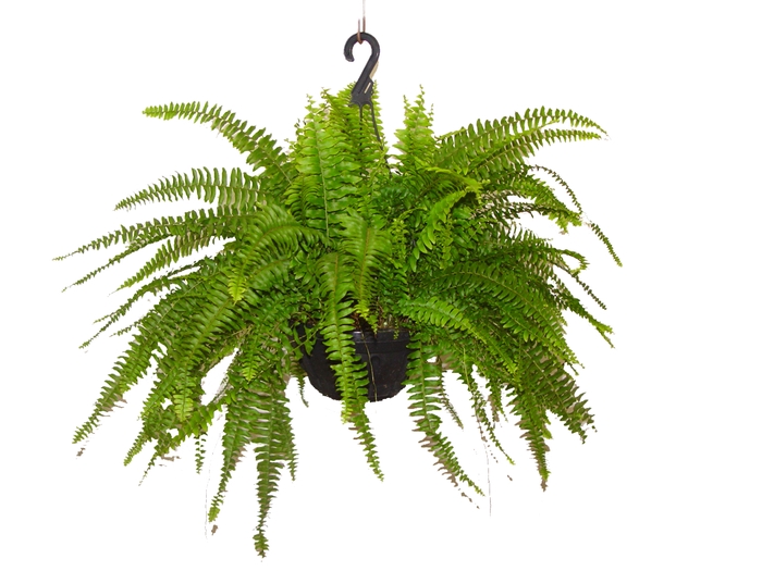 <h4>SAMAMBAIA AMERICANA C25</h4>