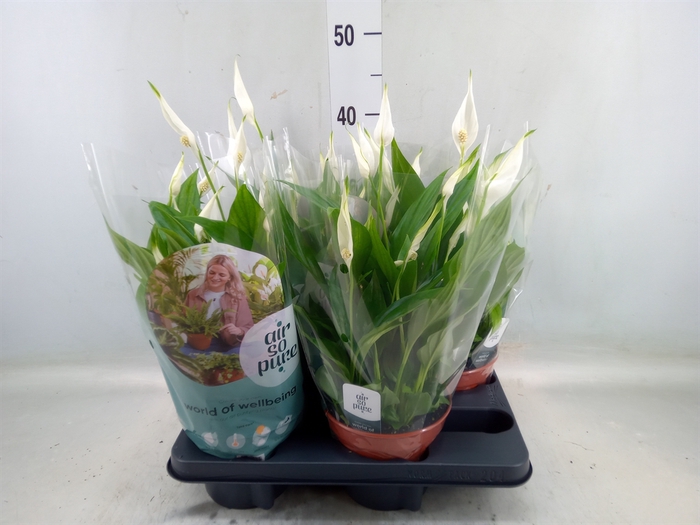 <h4>Spathiphyllum  'Pearl Cupido'</h4>