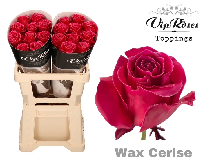<h4>R Gr Wax Cerise (60cm)</h4>