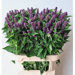 AGASTACHE OV