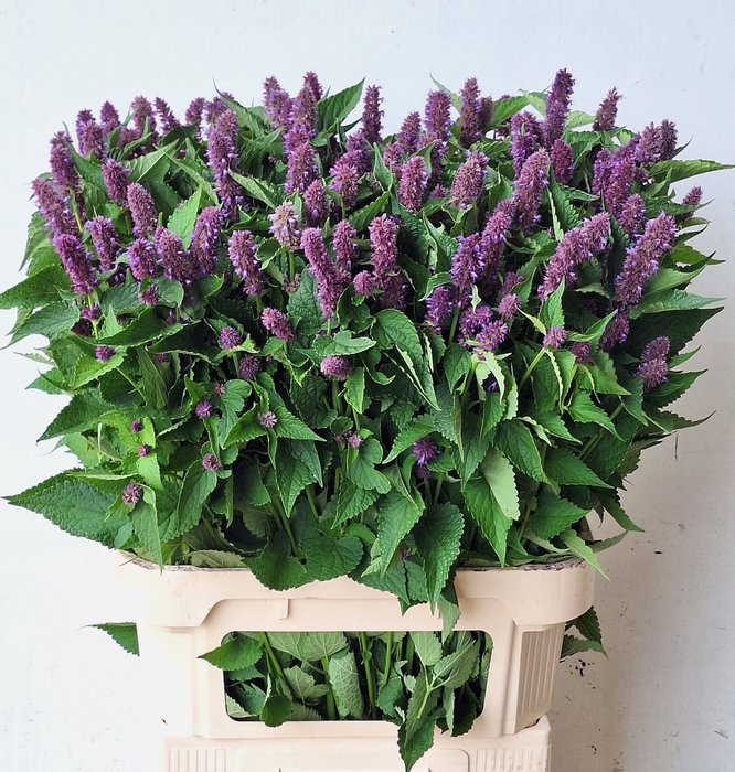 <h4>AGASTACHE OV</h4>
