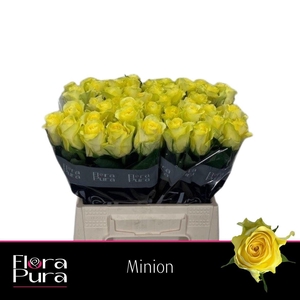 R GR MINION ROSE