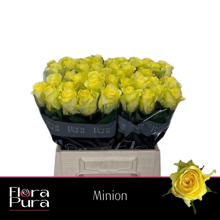 <h4>R GR MINION ROSE</h4>