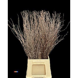 Betula / Berkentak Naturel