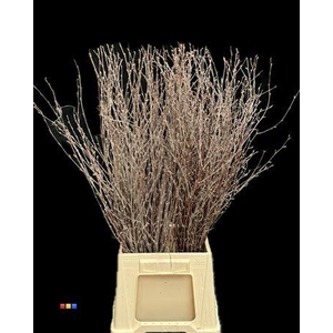 Betula / Berkentak Naturel