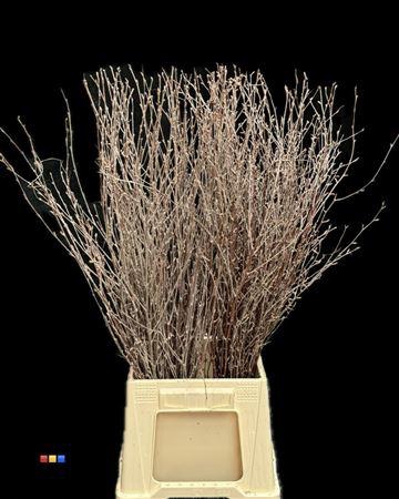 <h4>Betula / Berkentak Naturel</h4>