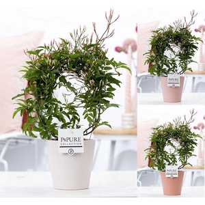 Jasminum Poly. ( 200+ knop) in P&PURE Ruby ceramics ass.3