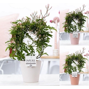 Jasminum Poly. ( 200+ knop) in P&PURE Ruby ceramics ass.3