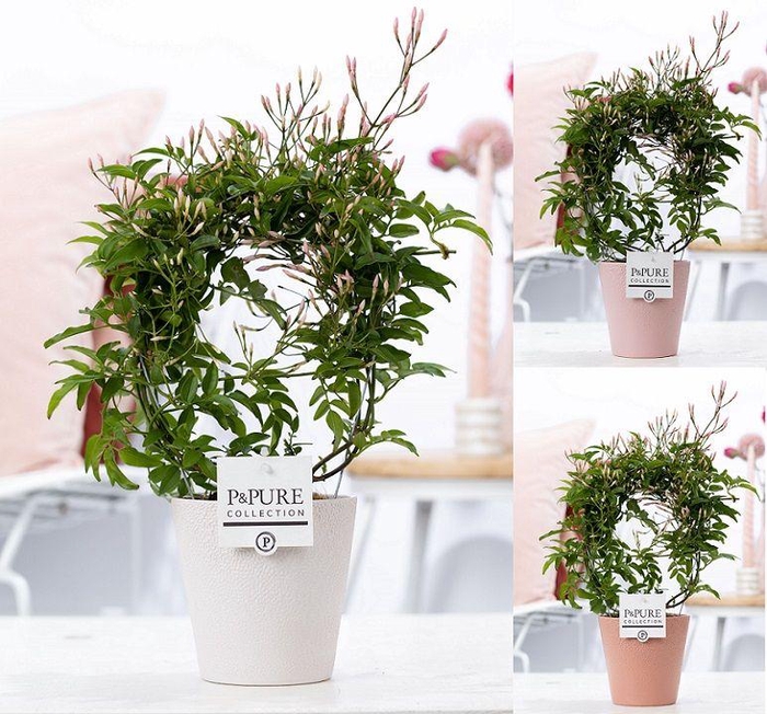 <h4>Jasminum Poly. ( 200+ knop) in P&PURE Ruby ceramics ass.3</h4>