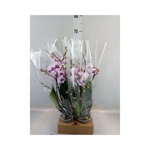 Phalaenopsis   ...