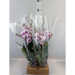 <h4>Phalaenopsis   ...</h4>