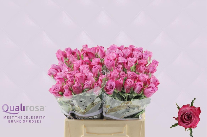 <h4>R Gr Deep Purple</h4>