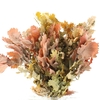 Pres Beech Leafs Autunm