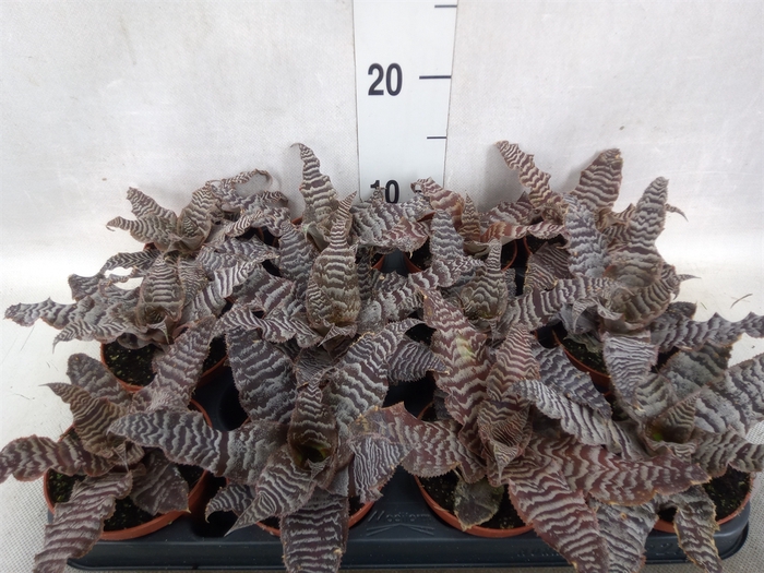 <h4>Cryptanthus zonatus</h4>