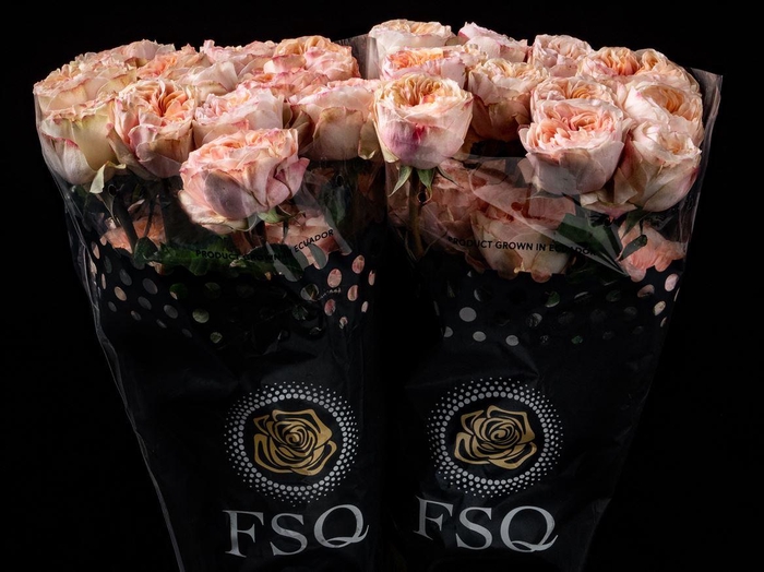 <h4>R GR Tip Top</h4>