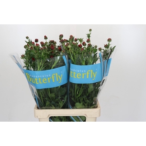 Ranunculus Butterfly Hades