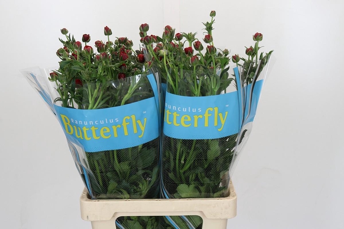 <h4>Ranunculus Butterfly Hades</h4>