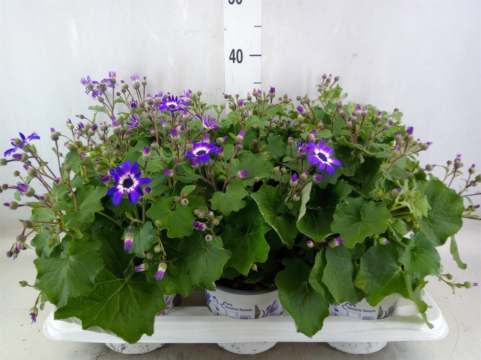 <h4>Pericallis CR 'Senetti Violet Bico'</h4>