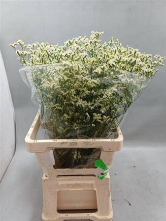 <h4>Lim Sin Clear Diamond</h4>