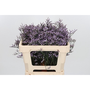 Lim Saf Lilac