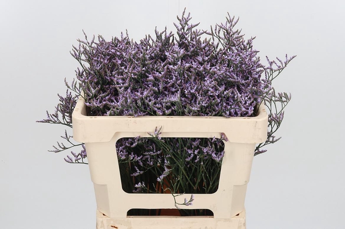 <h4>Lim Saf Lilac</h4>