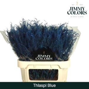 Thlaspi gekleurd Klbh. Blauw