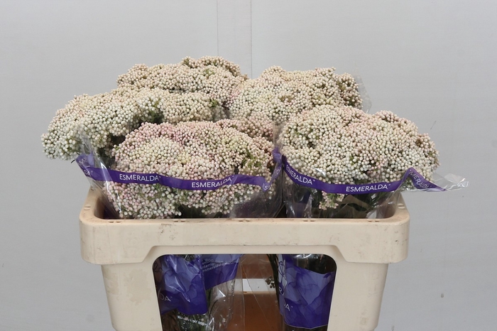 Ozothamnus Cooks Snow White
