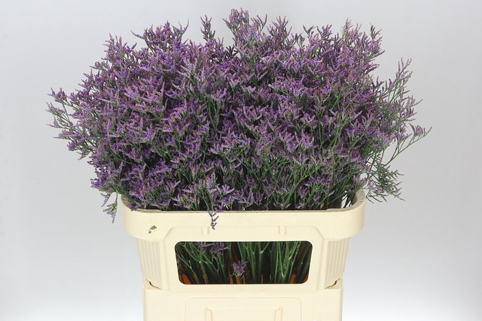<h4>Lim. Piuma Blue</h4>