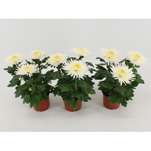 Chrysant Anastasia White