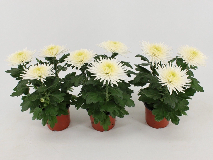 <h4>Chrysant Anastasia White</h4>