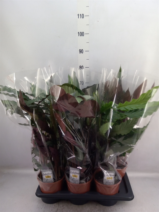 Calathea   ...mix