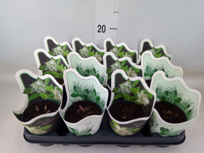 <h4>Convallaria majalis</h4>