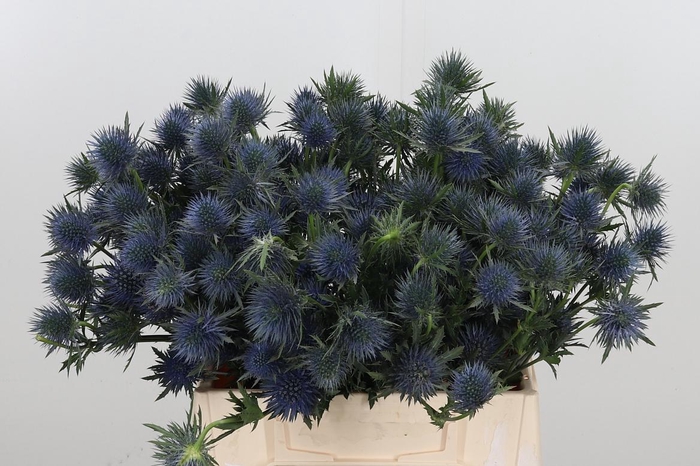 <h4>Eryn Magnetar Qstar</h4>