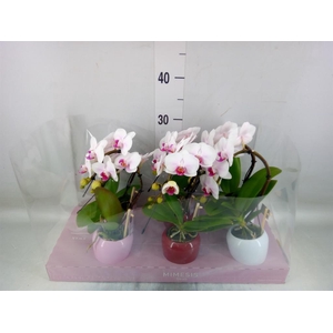 Phalaenopsis   ...white